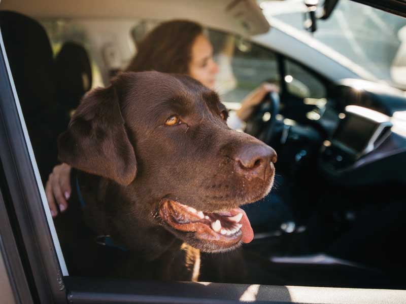 transport-chien